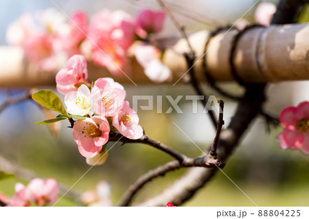 東京都瑞穂町 みずほエコパーク ボケの花 東京都瑞穂町 みずほエコパーク ボケの花 88804225