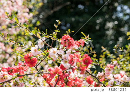 東京都瑞穂町　みずほエコパーク　ボケの花 88804235