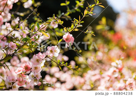 東京都瑞穂町　みずほエコパーク　ボケの花 88804238