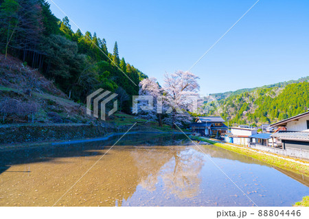 下呂の苗代桜 88804446