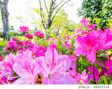 春本番　咲き誇った満開の美しいツツジ 88804518