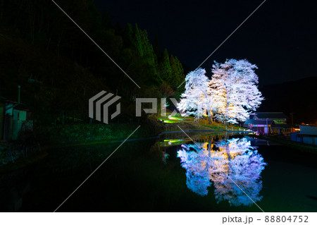 下呂の苗代桜 88804752