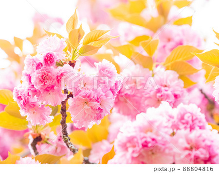 春本番　満開の美しい八重桜 88804816