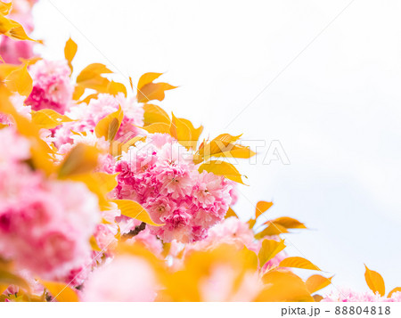 春本番　満開の美しい八重桜 88804818