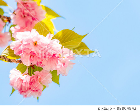 春本番　満開の美しい八重桜 88804942