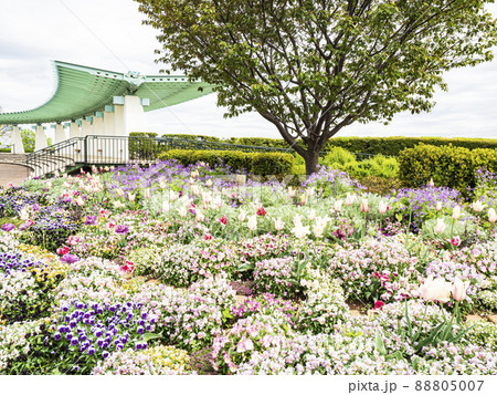 神奈川県横浜市港の見える丘公園の春 88805007