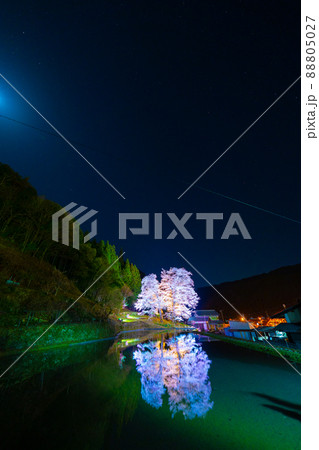 下呂の苗代桜 下呂の苗代桜 88805027