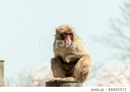 猿山の木立から外界を見つめるニホンザル 88805072