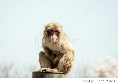 猿山の木立から外界を見つめるニホンザル 猿山の木立から外界を見つめるニホンザル 88805073