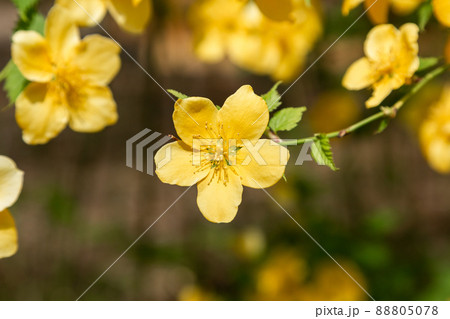 黄金色に輝くヤマブキの花【山吹の花】 黄金色に輝くヤマブキの花【山吹の花】 88805078