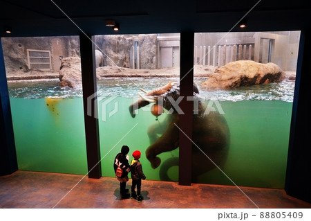 札幌市立 円山動物園　ゾウ舎（水のステージ） 88805409