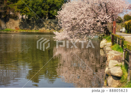 滋賀県彦根市の彦根城周辺のお堀沿いに咲く桜 88805623