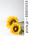 白背景に夏の黄色い向日葵 88805659
