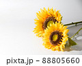 白背景に夏の黄色い向日葵 88805660