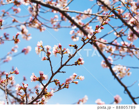 天然＊野生【山桜＊桜＊切り花＊つぼみの枝】ネコポス/可憐で素朴で可愛いです＾＾♪ 天然＊野生【山桜＊桜＊切り花＊つぼみの枝】ネコポス/可憐で素朴で