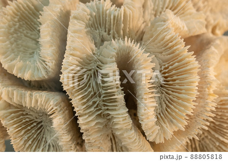 Close-up of an ancient coral in a paleontological museum. Background, texture 88805818