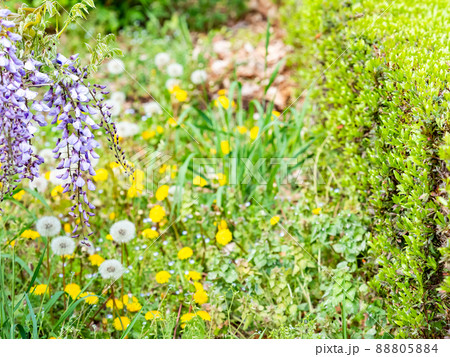 春の景色 咲始めた美しい藤の花の写真素材 8054