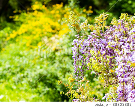 春の景色 咲始めた美しい藤の花の写真素材 8055