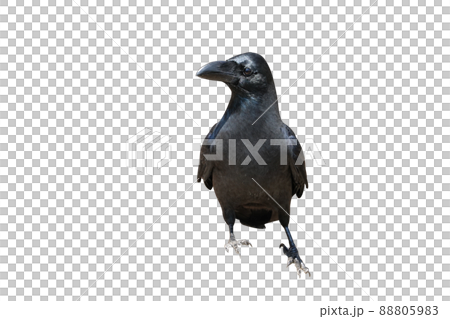 烏鴉, 鳥, 公雞 88805983