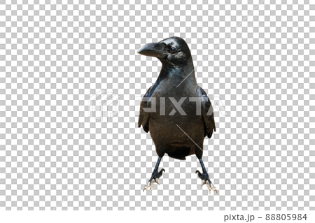 烏鴉, 鳥, 公雞 烏鴉, 鳥, 公雞 88805984