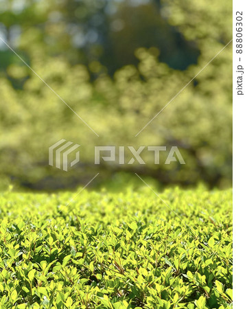 さわやかで鮮やかな新緑の葉 88806302