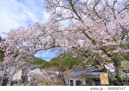 桜満開の洞川温泉　温泉街 88806547