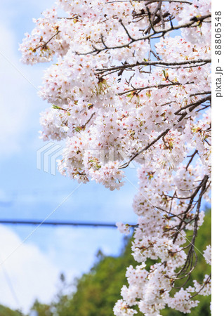 桜満開の洞川温泉　温泉街 88806548