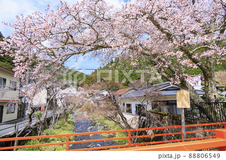 桜満開の洞川温泉 温泉街 桜満開の洞川温泉 温泉街 88806549