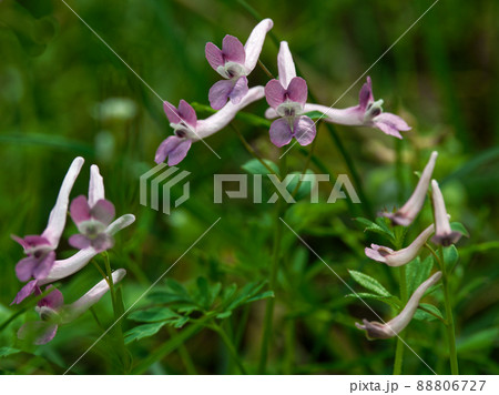 山野草 ジロボウエンゴサクの写真素材