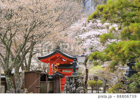 桜満開に咲く大峰山龍泉寺 88806739