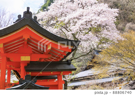 桜満開に咲く大峰山龍泉寺 88806740