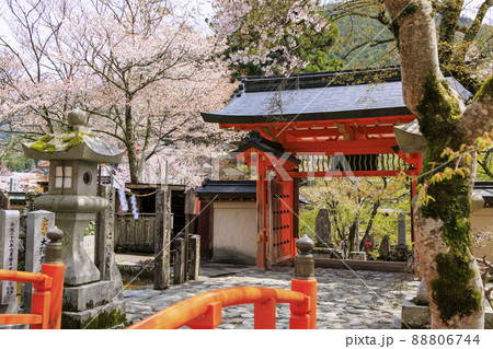 桜満開に咲く大峰山龍泉寺 桜満開に咲く大峰山龍泉寺 88806744