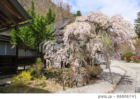 桜満開に咲く大峰山龍泉寺 桜満開に咲く大峰山龍泉寺 88806745