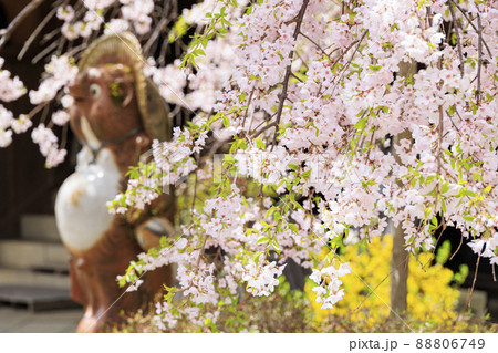 桜満開に咲く大峰山龍泉寺 桜満開に咲く大峰山龍泉寺 88806749