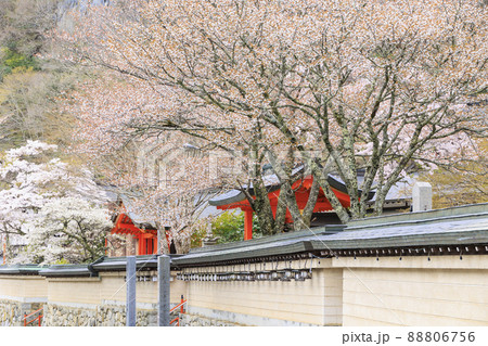 桜満開に咲く大峰山龍泉寺 桜満開に咲く大峰山龍泉寺 88806756