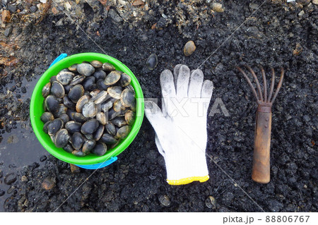 潮干狩り 潮干狩り 88806767