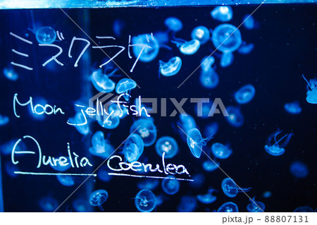 ミズクラゲ ミズクラゲ 88807131