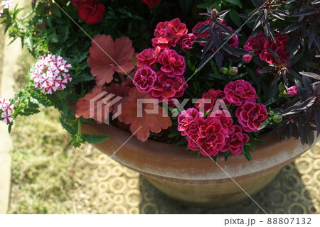 寄せ植え 88807132