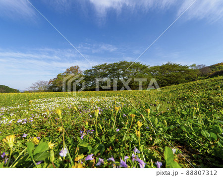 花が咲く春の公園 花が咲く春の公園 88807312