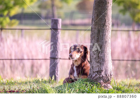 公園を散歩する愛犬　ミニチュアダックスフンド　スムース 88807360