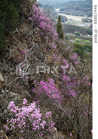 花 風景 植物 88807446