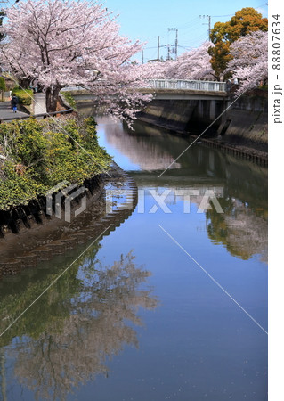 真間川沿いの桜並木　（千葉県市川市） 88807634