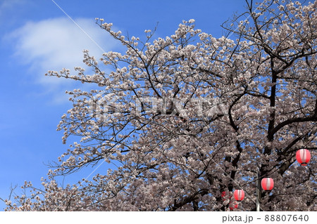 真間川沿いの桜並木 (千葉県市川市) 真間川沿いの桜並木 (千葉県市川市) 88807640