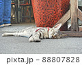 お昼寝ネコ 88807828