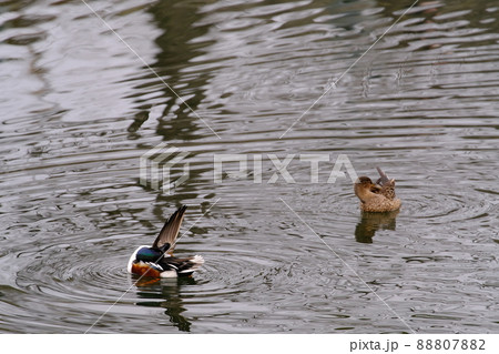 彦根城お堀のマガモの夫婦<滋賀・彦根> 彦根城お堀のマガモの夫婦<滋賀・彦根> 88807882