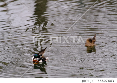 彦根城お堀のマガモの夫婦＜滋賀・彦根＞2 88807883