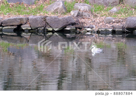 彦根城お堀のミコアイサ<滋賀・彦根> 彦根城お堀のミコアイサ<滋賀・彦根> 88807884
