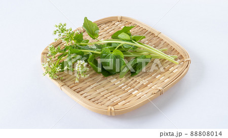 花わさび・山葵の花芽 88808014