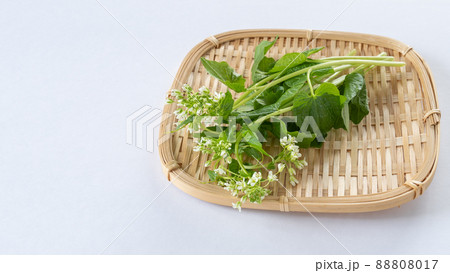花わさび・山葵の花芽 花わさび・山葵の花芽 88808017