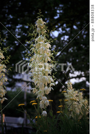 Yucca folamemntosa in the rays of the setting sun. Yucca folamemntosa in the rays of the setting sun. 88808338